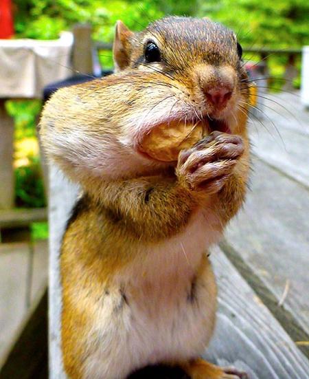 松鼠喜欢吃什么食物