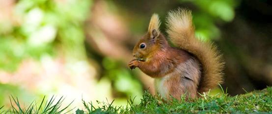 松鼠喜欢吃什么食物
