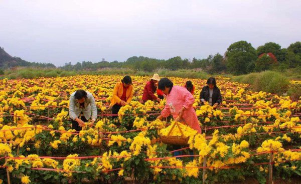 农村集体经济组织股权证什么意思