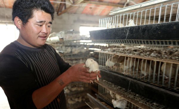 鹌鹑一天下几个蛋