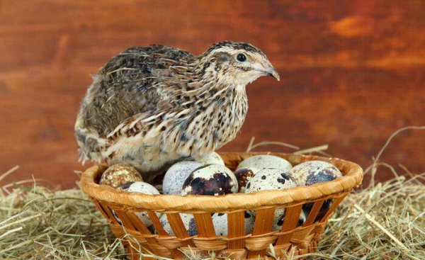 鹌鹑一天下几个蛋