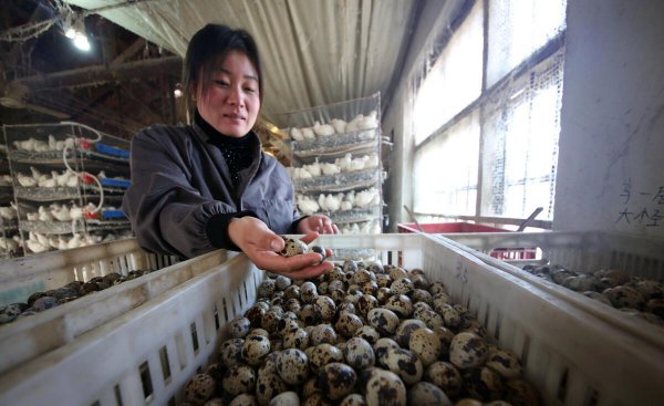 鹌鹑一天下几个蛋