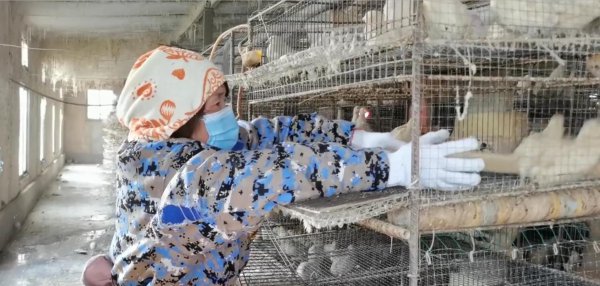 鹌鹑一天下几个蛋