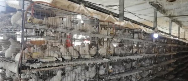 鹌鹑一天下几个蛋