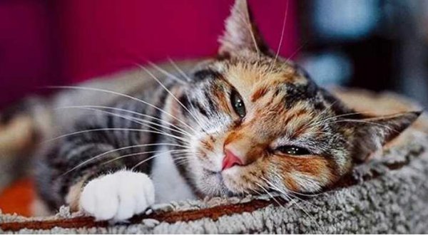 猫为什么会发出呼噜呼噜声