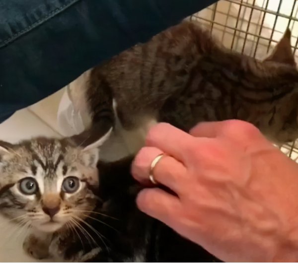 猫为什么会发出呼噜呼噜声