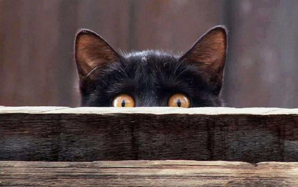 猫为什么会发出呼噜呼噜声