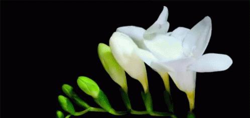 荷尔蒙是什么分泌的