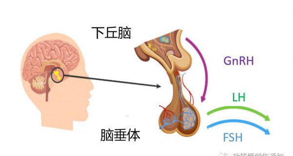 荷尔蒙是什么分泌的