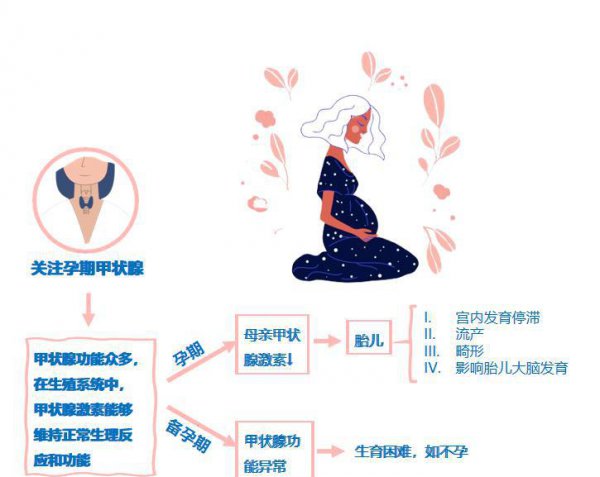 荷尔蒙是什么分泌的