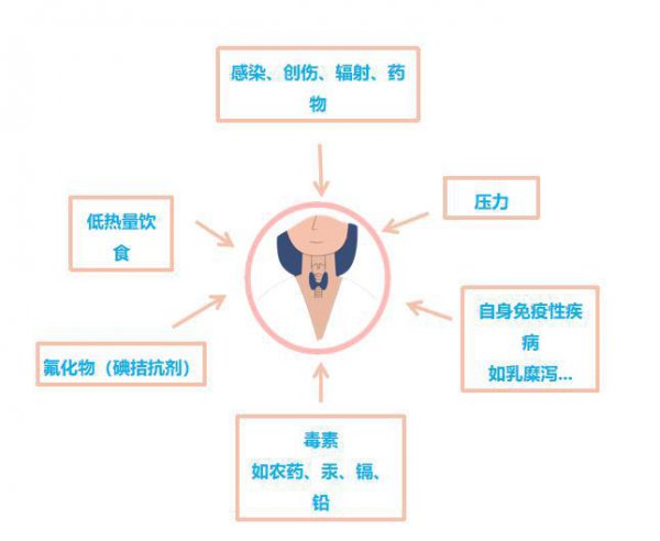 荷尔蒙是什么分泌的