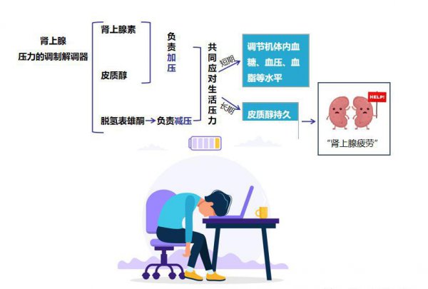 荷尔蒙是什么分泌的