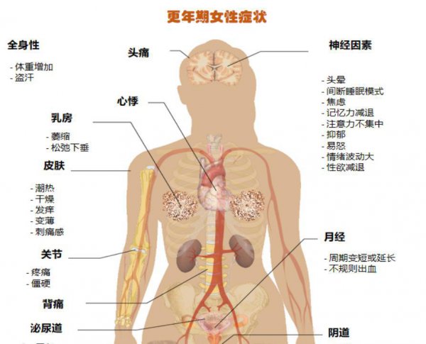 荷尔蒙是什么分泌的