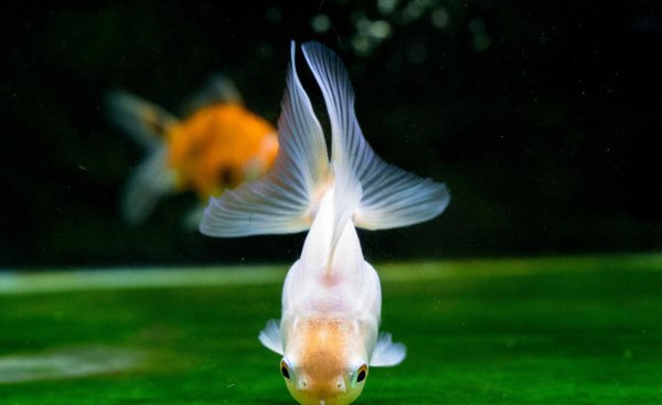 金鱼喂食时间和喂食量