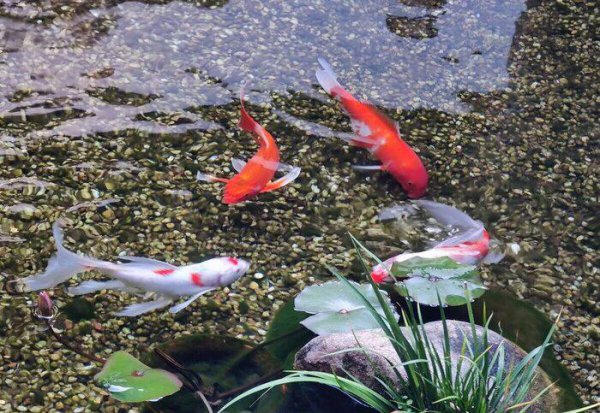 金鱼喂食时间和喂食量