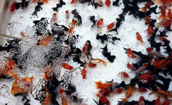 金鱼喂食时间和喂食量