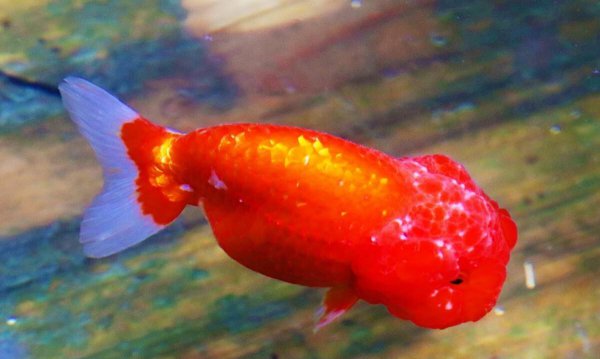 金鱼喂食时间和喂食量