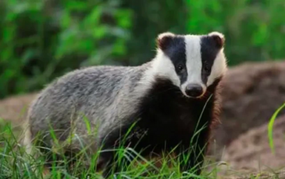 猹是什么动物图片 介绍少年闰土中的猹是一种什么生物