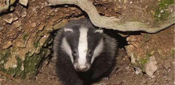 猹是什么动物图片