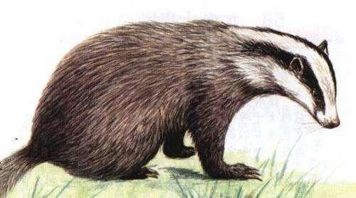 猹是什么动物图片