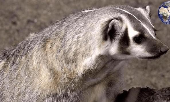 猹是什么动物图片