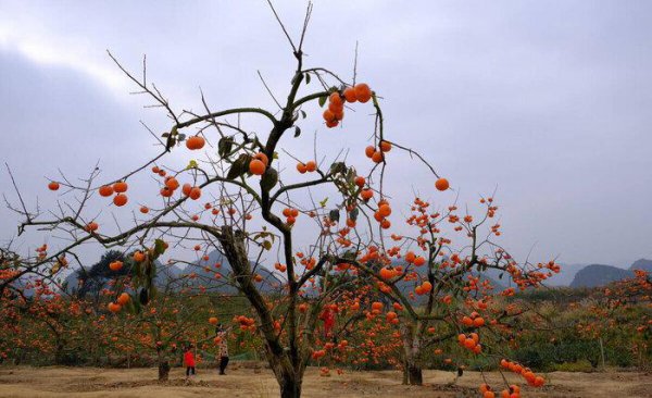 桂林特产有哪些值得带