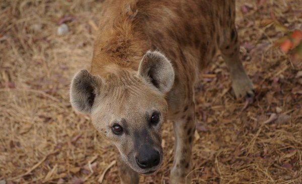 马里是哪个国家的首都