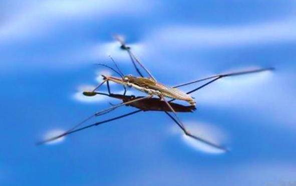 水里的水蜘蛛有毒的吗