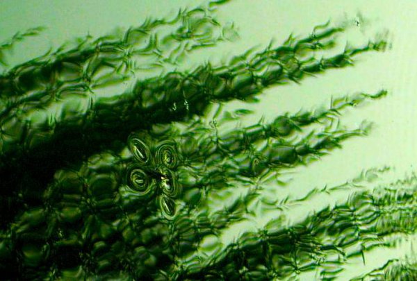 水里的水蜘蛛有毒的吗