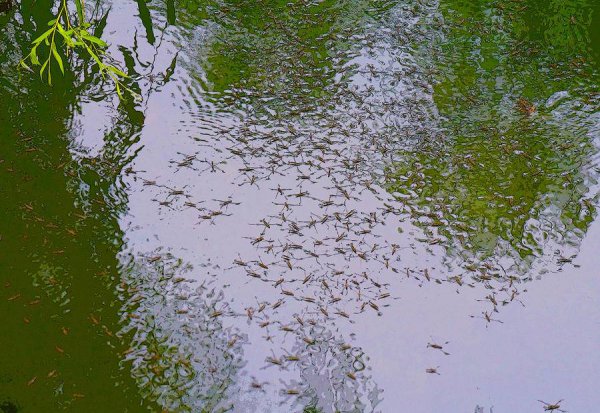 水里的水蜘蛛有毒的吗