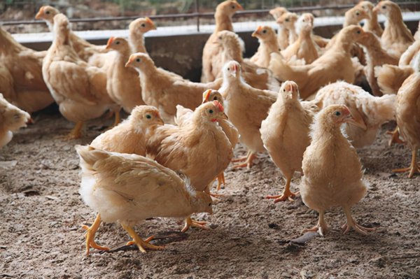 维生素是谁发明的