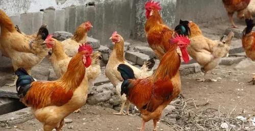 适合穷人养殖创业有哪些