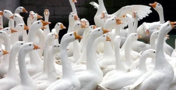 适合穷人养殖创业有哪些