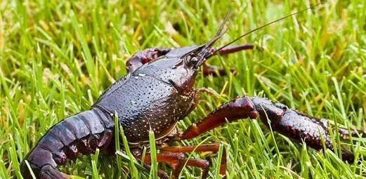 适合穷人养殖创业有哪些