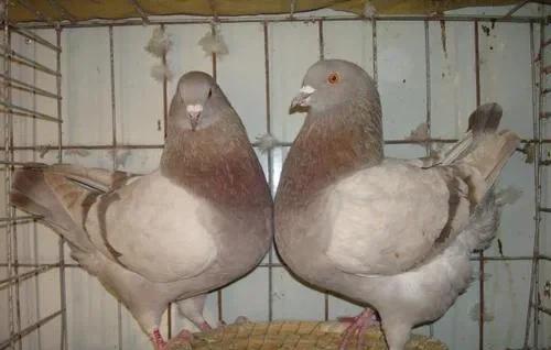 适合穷人养殖创业有哪些