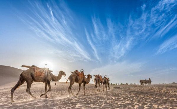 葡萄什么时候进入中国