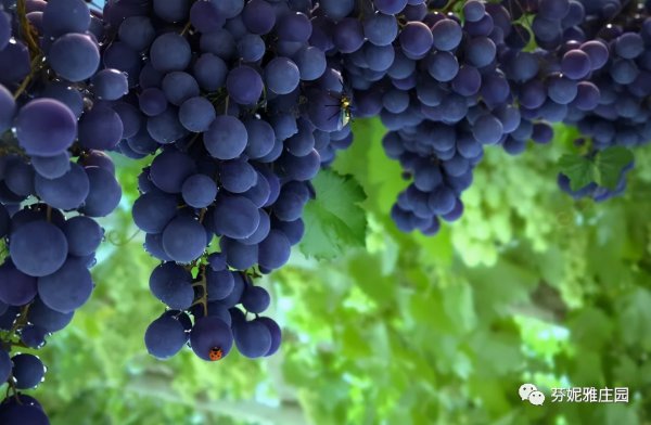 单宁决定葡萄酒的什么