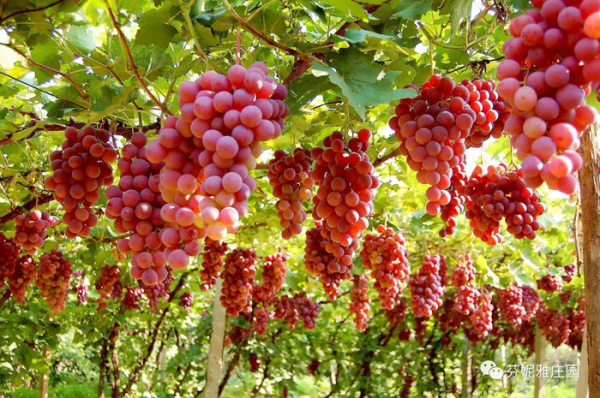 单宁决定葡萄酒的什么