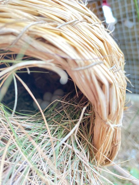 珍珠鸟蛋要孵几天