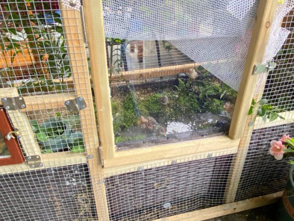 珍珠鸟蛋要孵几天