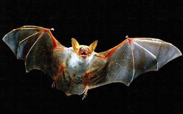蝙蝠是鸟类还是兽类