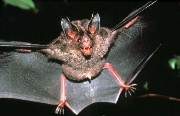 蝙蝠是鸟类还是兽类