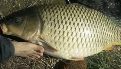 鲤鱼为什么很少人吃 为什么鲤鱼容易遭到食客的抵制