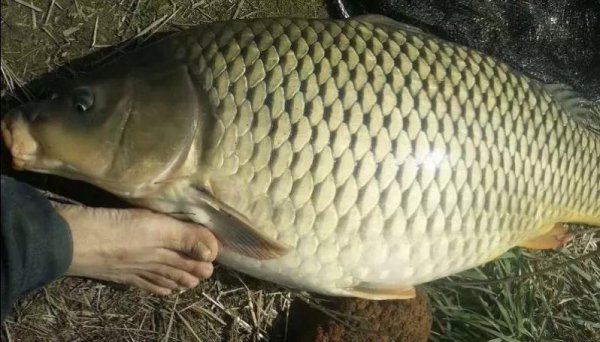 鲤鱼为什么很少人吃