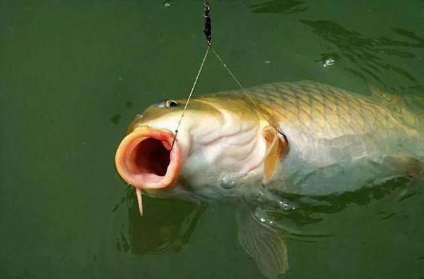 鲤鱼为什么很少人吃