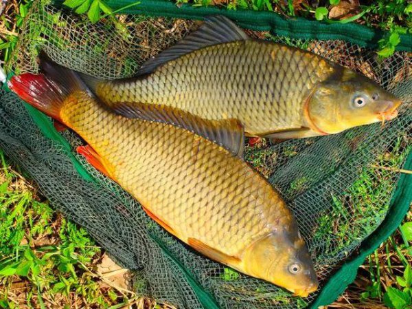 鲤鱼为什么很少人吃