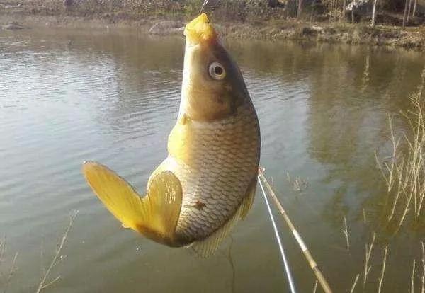 鲤鱼为什么很少人吃