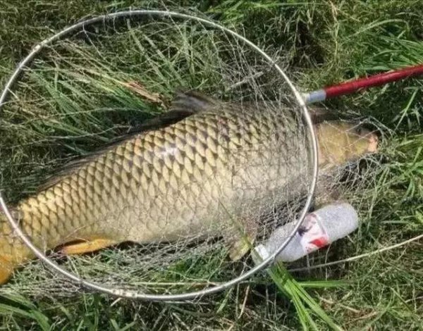 鲤鱼为什么很少人吃