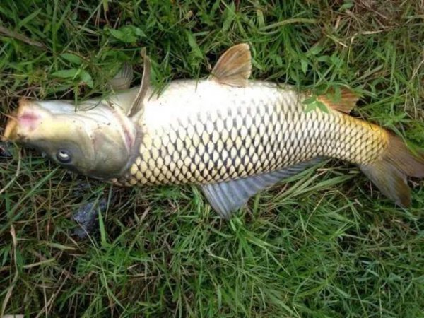 鲤鱼为什么很少人吃