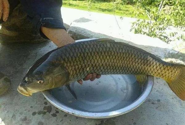 鲤鱼为什么很少人吃